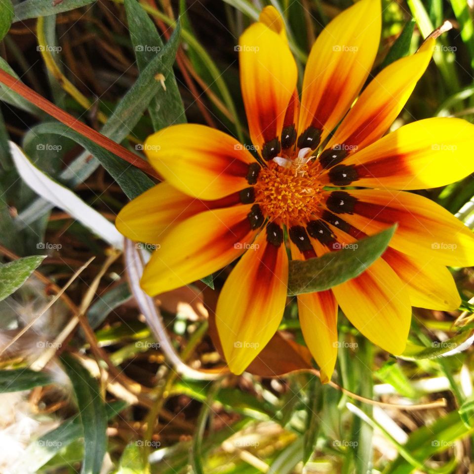 yellow flower