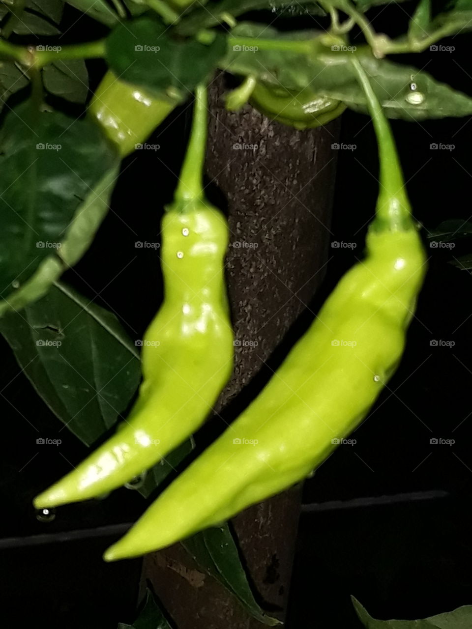 chili