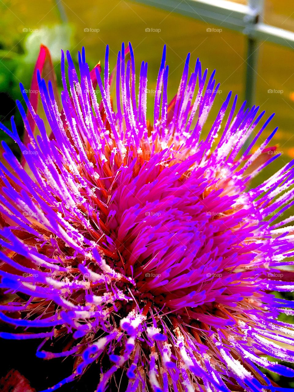 Purple Thistle Blossom 