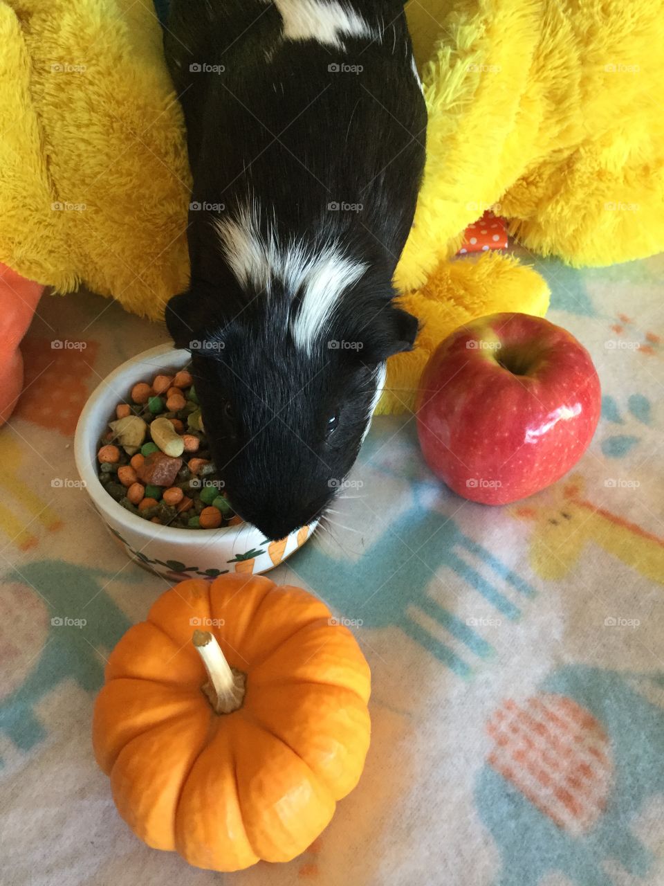 Checking out the fall decorative pumpkin  