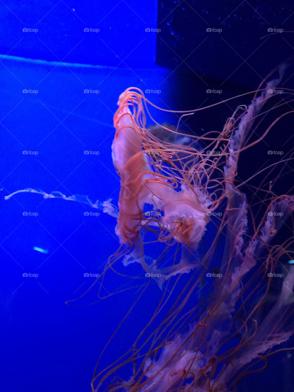 Jellyfish 