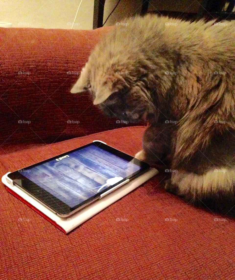 Kitty playing. Lola catching a mouse