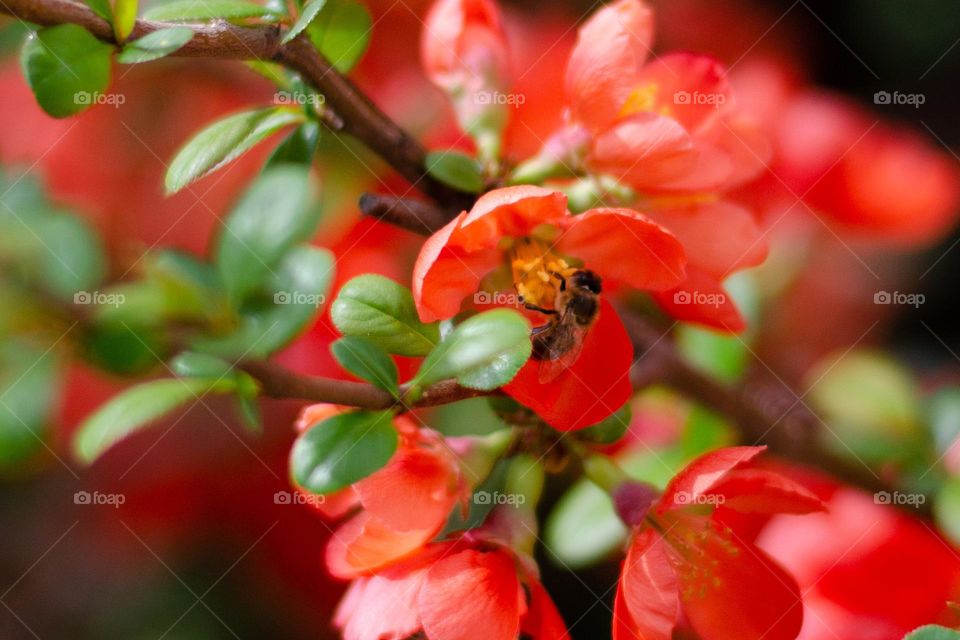 Complementary Colors, Red and Green