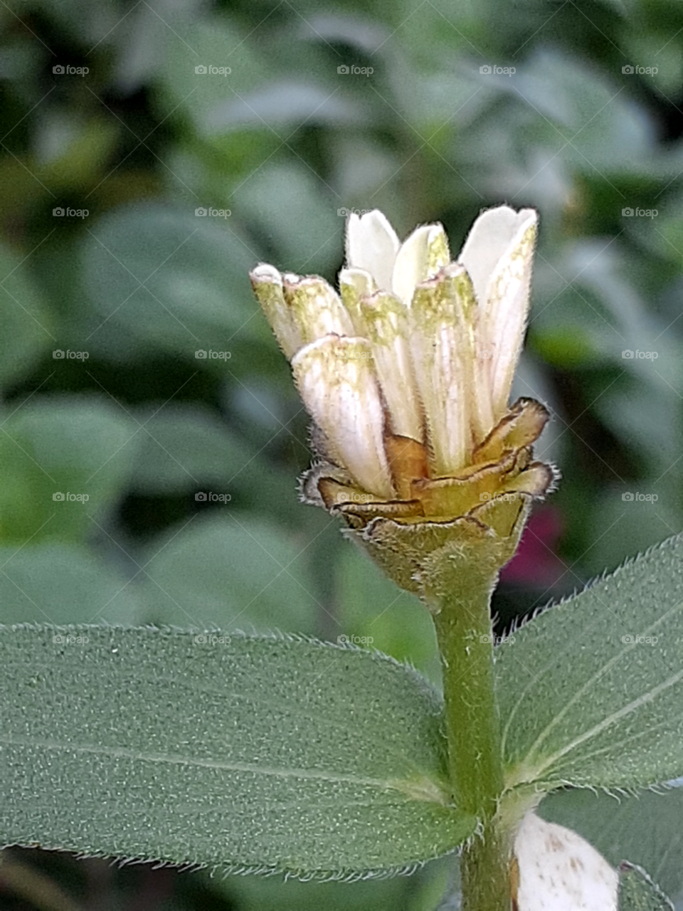 portrait  of a flower