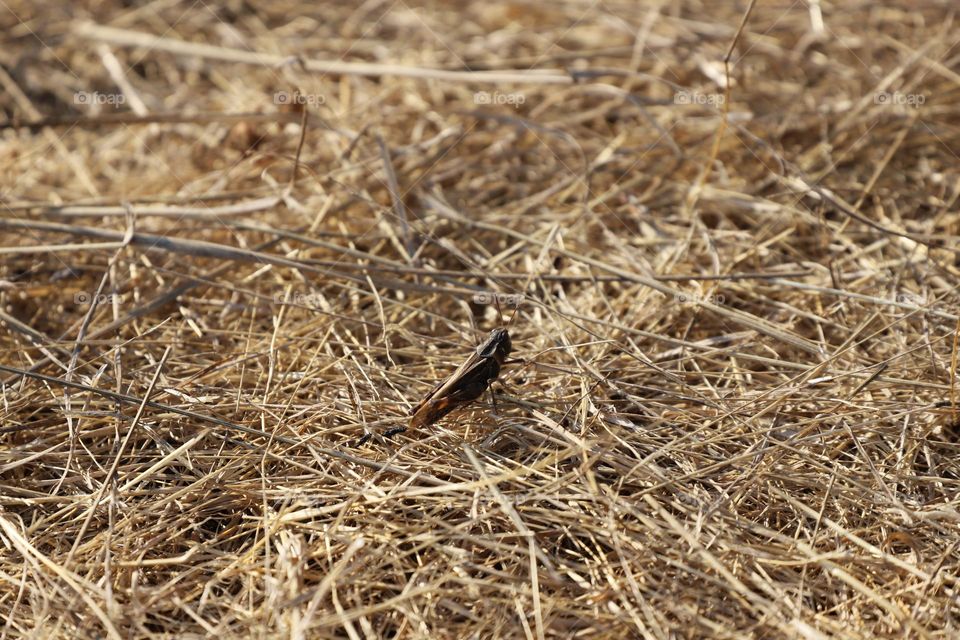 Insect on dry grass