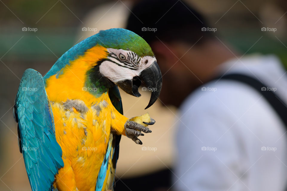 Macaw