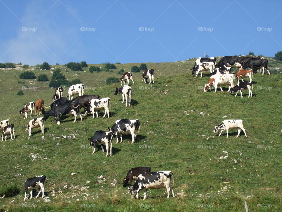 cows