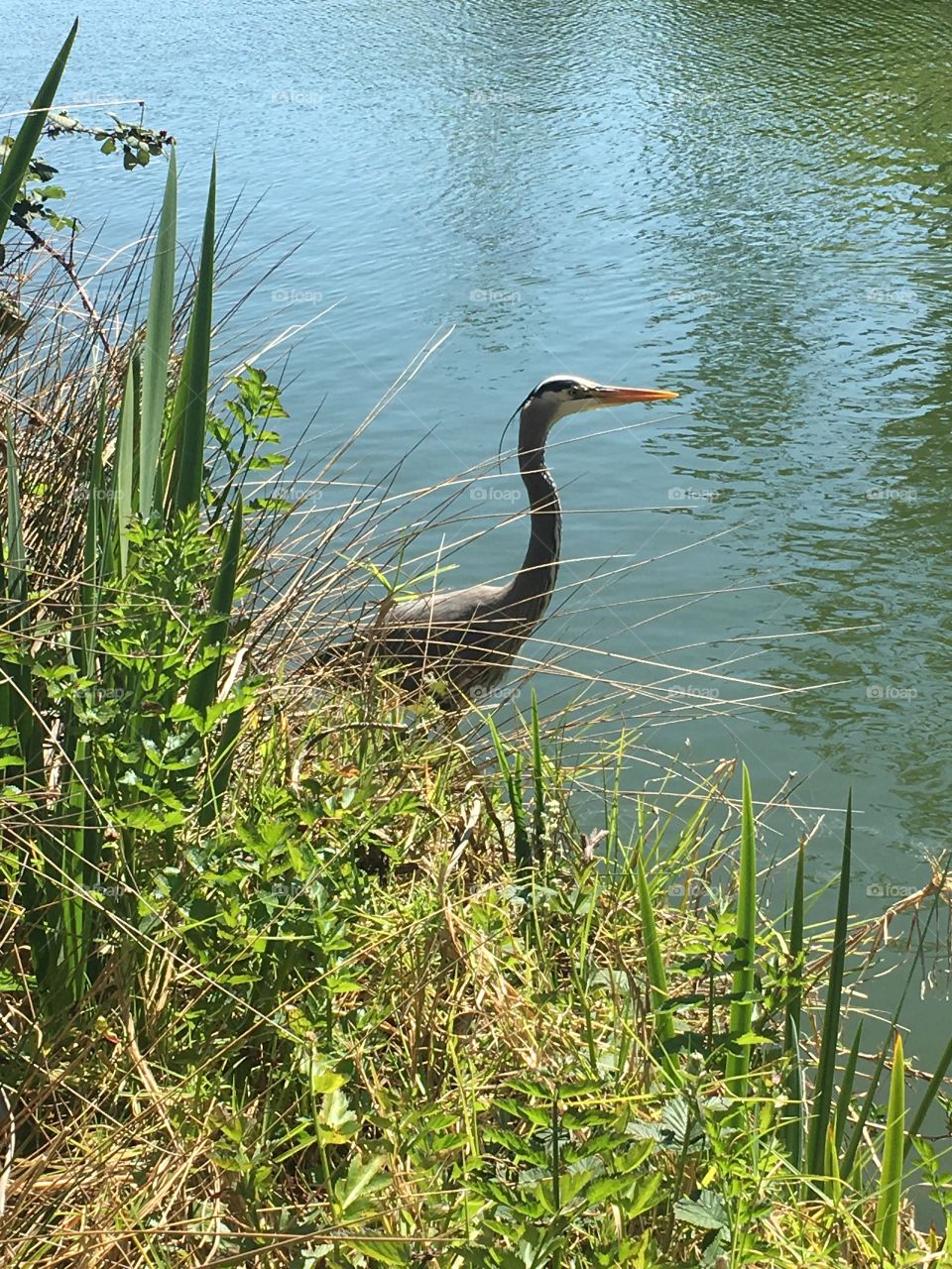 Wild bird near edge of water