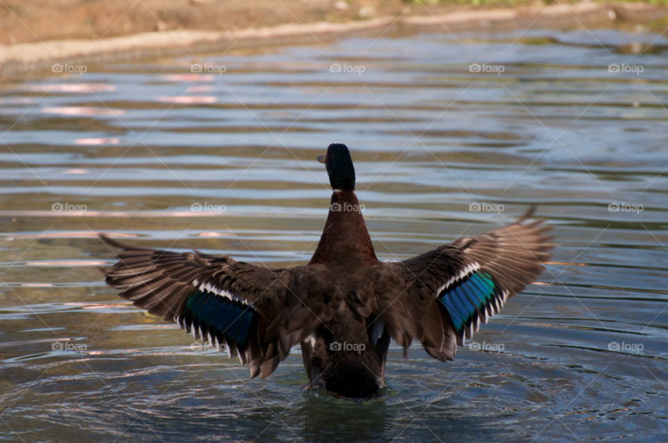 water duck wings florida by cwassi