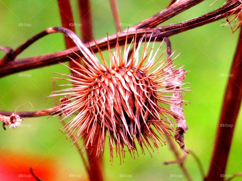 thorny  vegetation