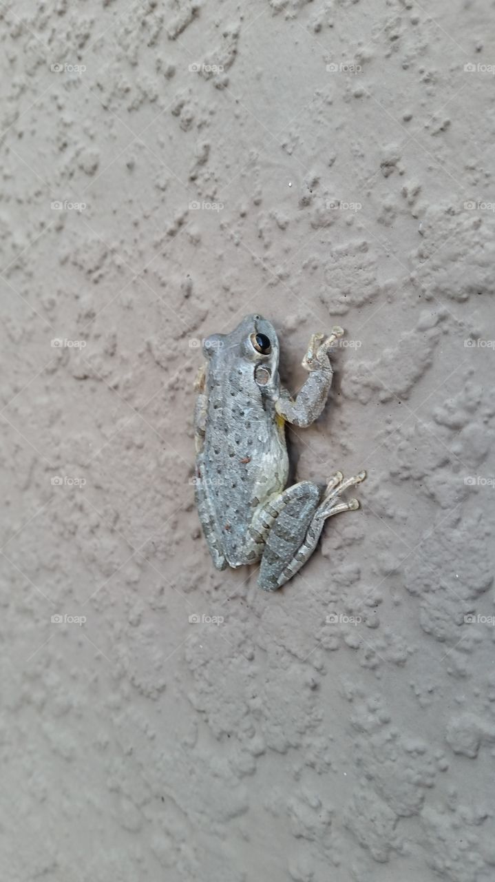 brown frog, wall, crawling, garden