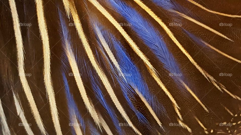 blue feather bird close up