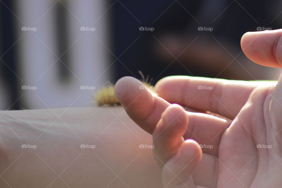 A hand reaching out toward a fuzzy yellow caterpillar