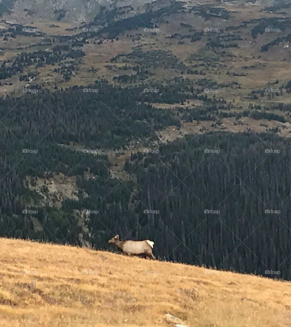 Elk on mountain 