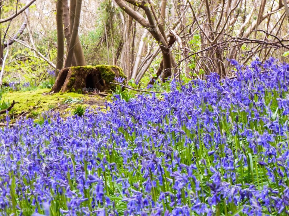 Bluebells in wood