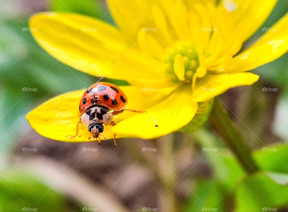 natural macro photo of a red beetle with a black spot, namely a ladybug, sitting on a yellow spring flower