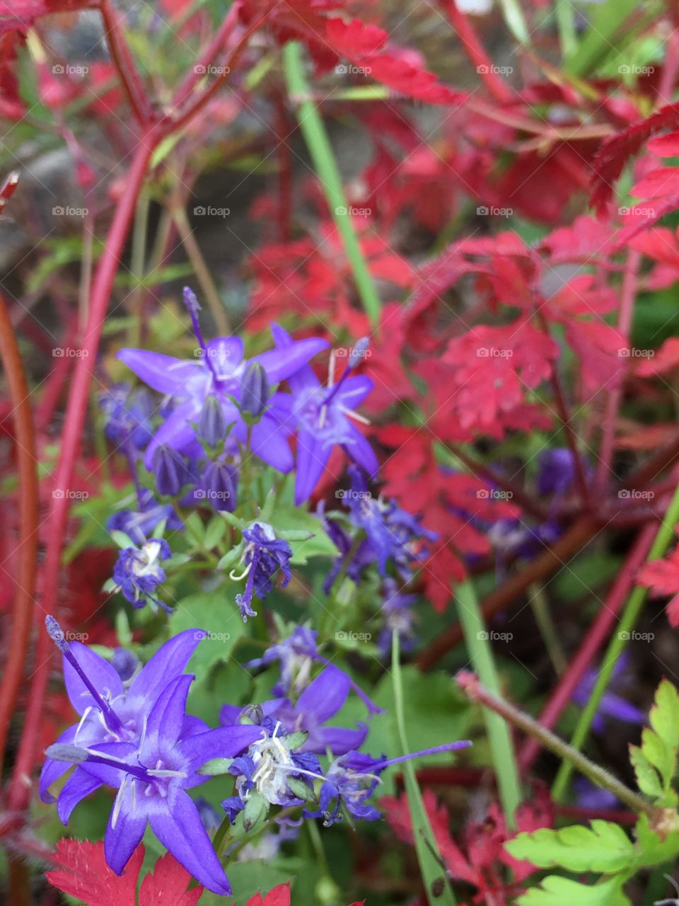 Close up view of blue campanula flowers against red leaves of the herb Robert cranesbill geranium in the garden in summer 