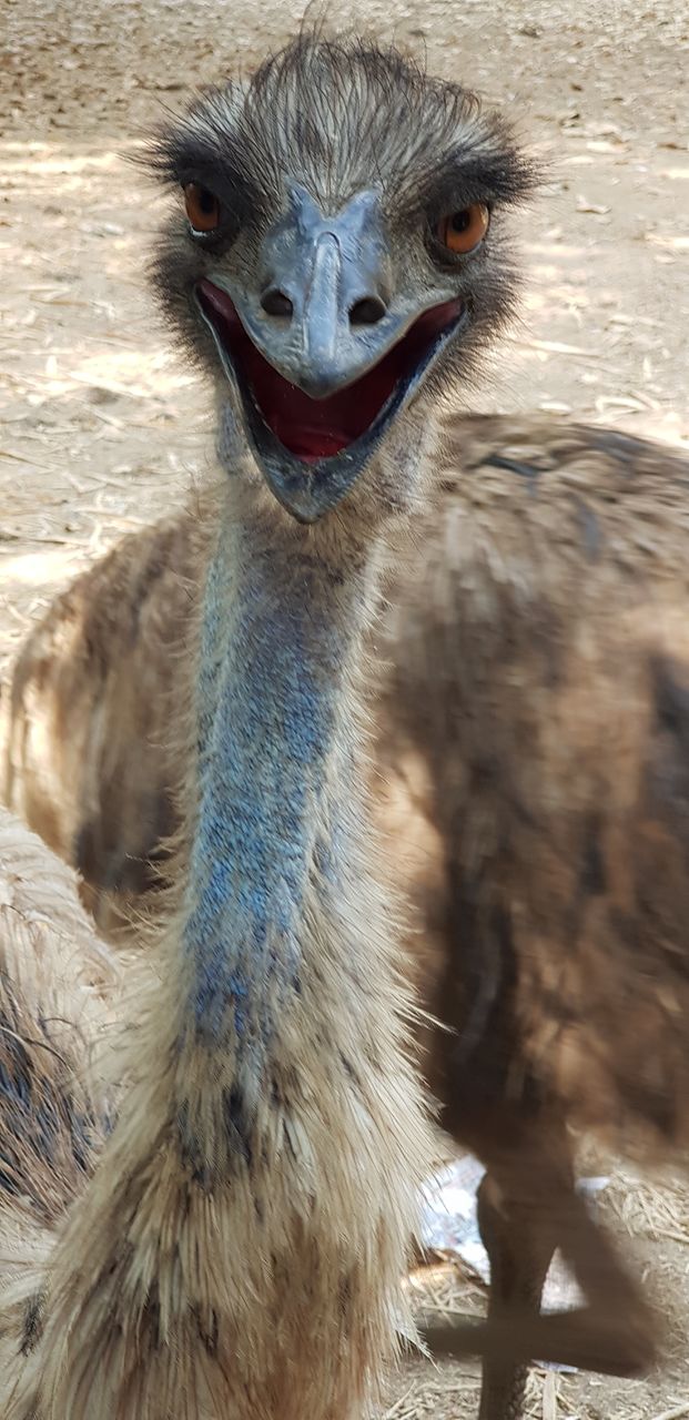 big bird