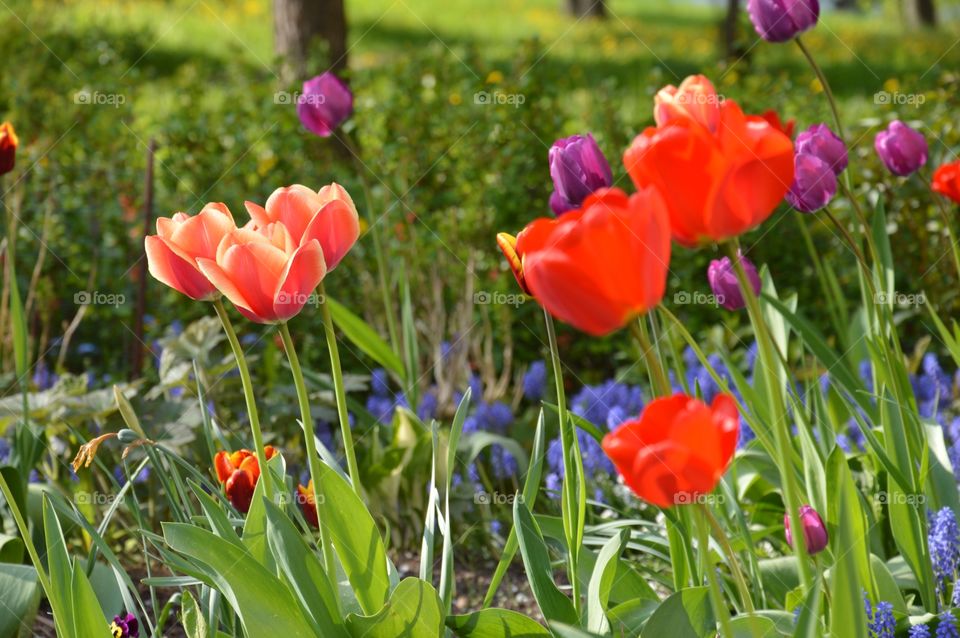 field of tulips