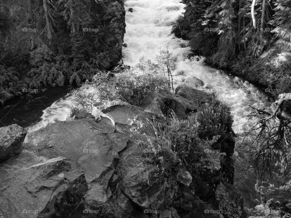 The beautiful waters of the Deschutes River at Benham Falls in Central Oregon flowing through the forest around a boulder outcropping 