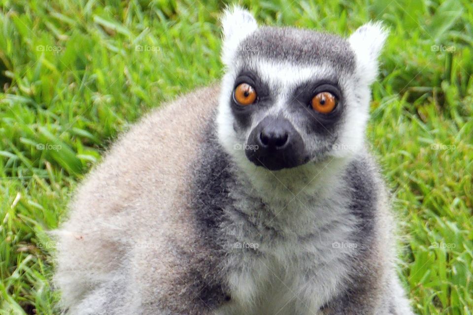 The curious lemur up to mischief.