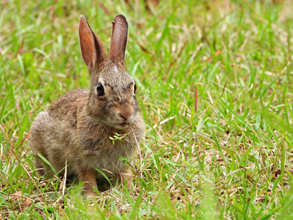 The Year of the Rabbit - In the Chinese culture, the rabbit is known to be the luckiest out of all the twelve animals. It symbolizes mercy, elegance, and beauty. People who are born in the year of the rabbit are calm and peaceful