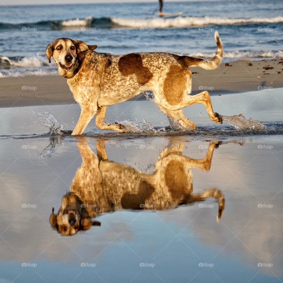 Dog reflection 