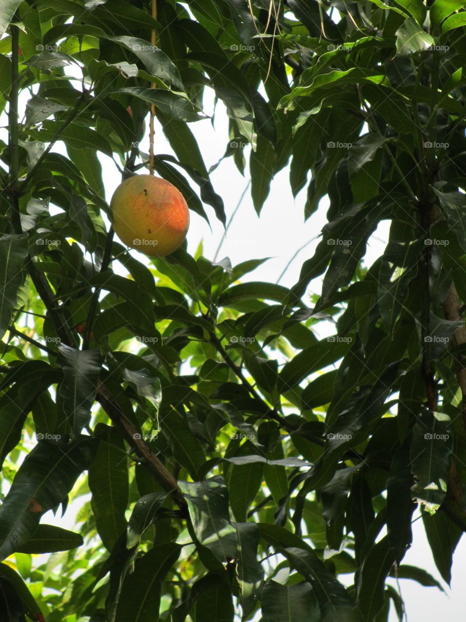 One mango ripening on tree