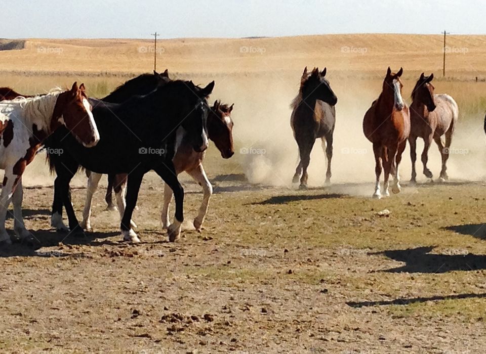 Horse, Cavalry, Mammal, Equine, Equestrian