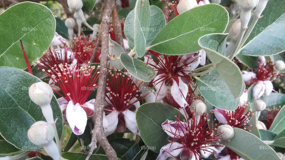 feijoa flowers and leaf