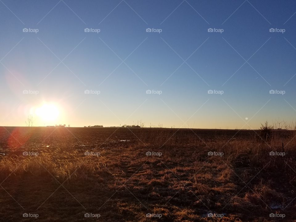cornfield sunset