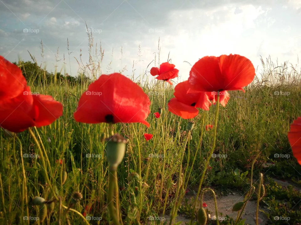 poppies