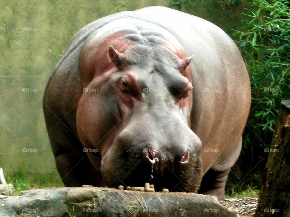 beautiful hippo