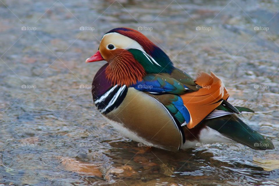 mandarin duck