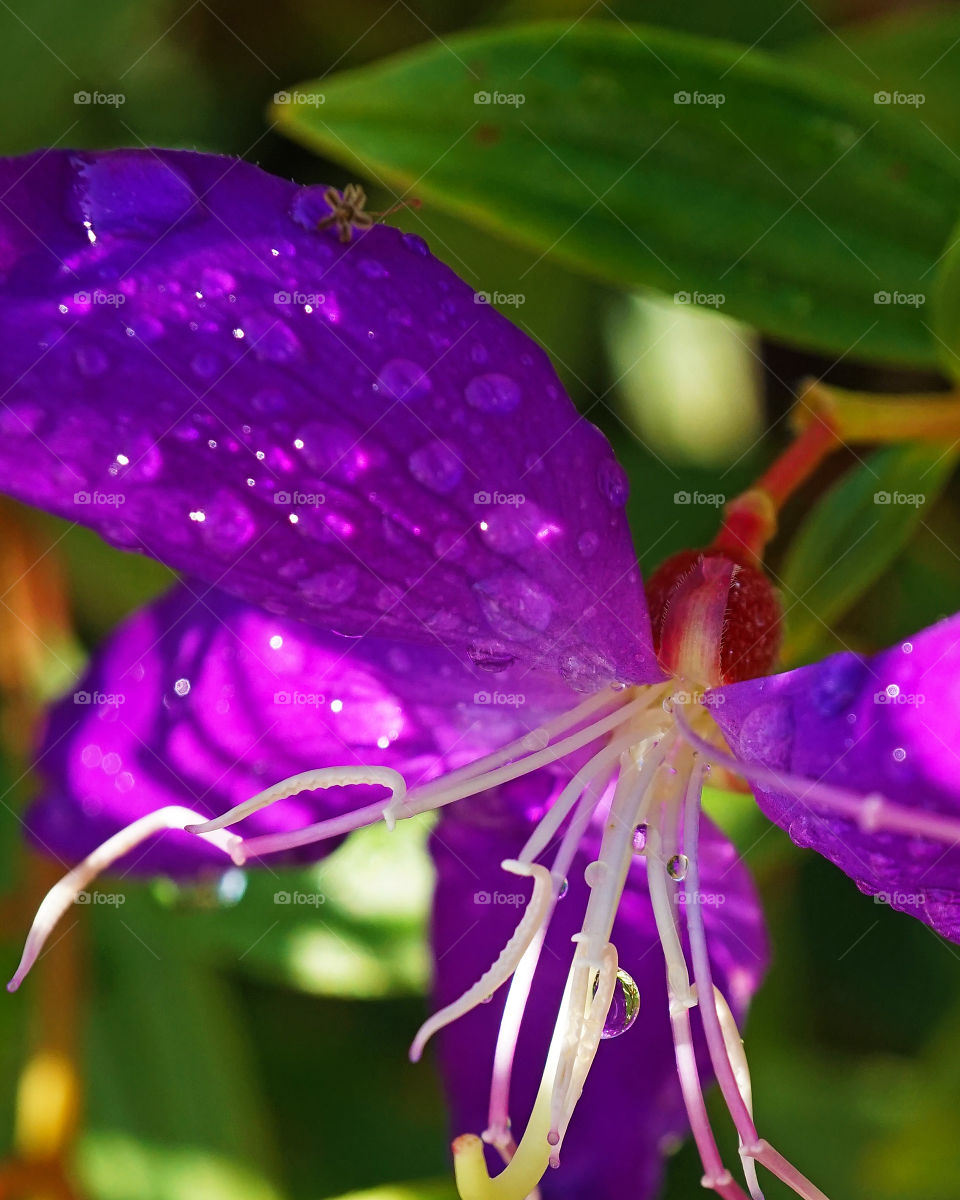 Tibouchina closeup with dew drops