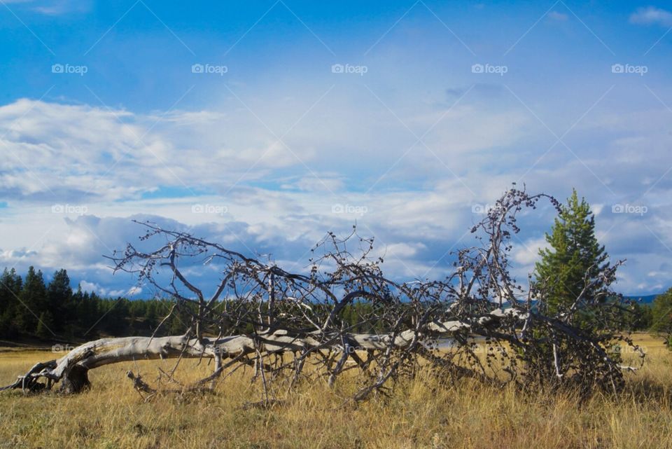 No Person, Tree, Landscape, Nature, Sky