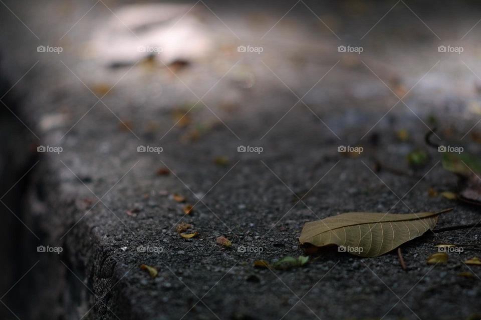 Fallen leaf