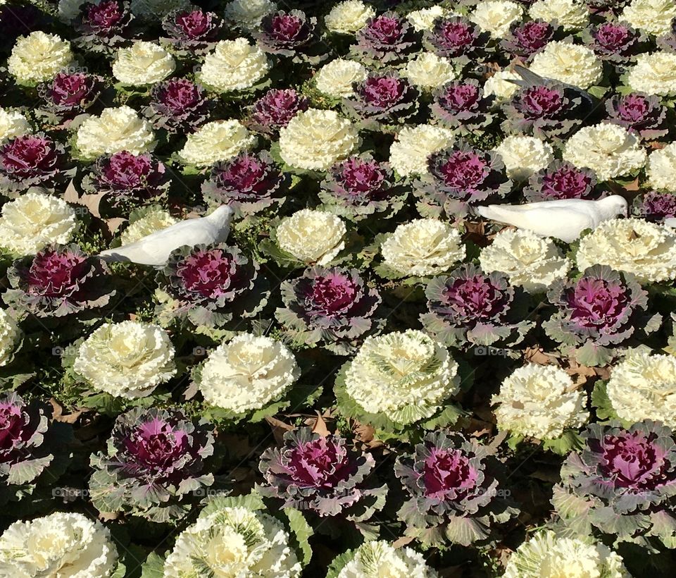 White doves in an artistic garden