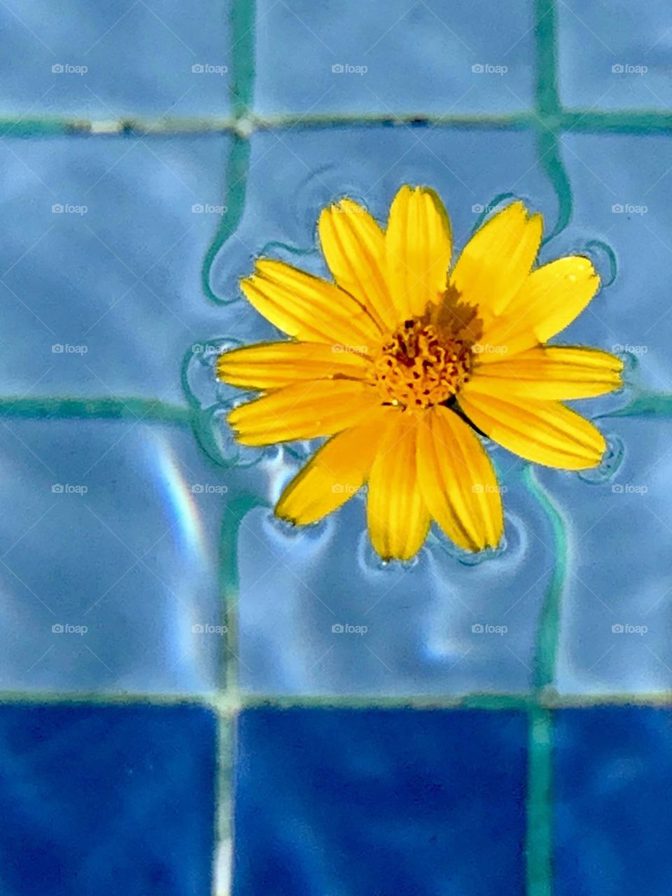 Yellow flower in the pool 