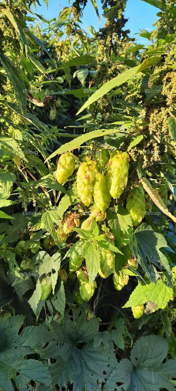 Autumn. The hops have ripened.