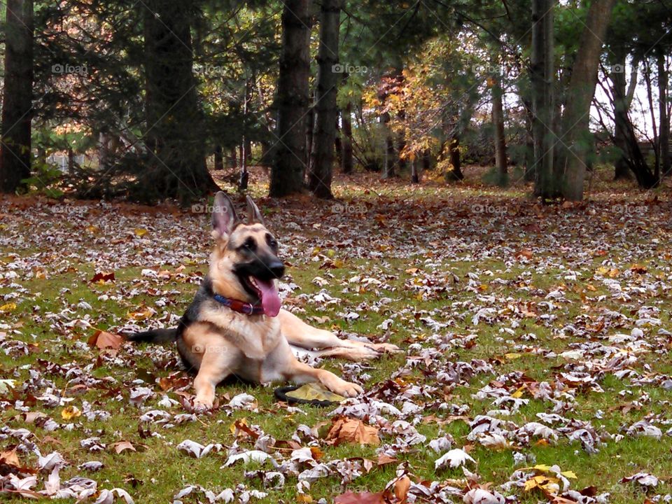 German Shepherd enjoying the fall weather