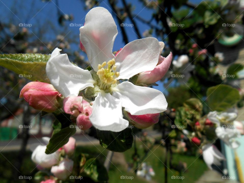 Flower, Garden, Tree, Blooming, Flora