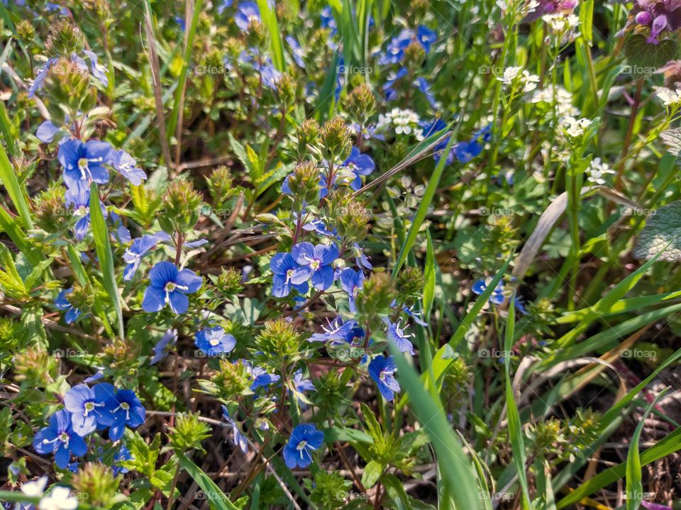 Veronica dubravnaya is a perennial herbaceous plant of the Plantain family.