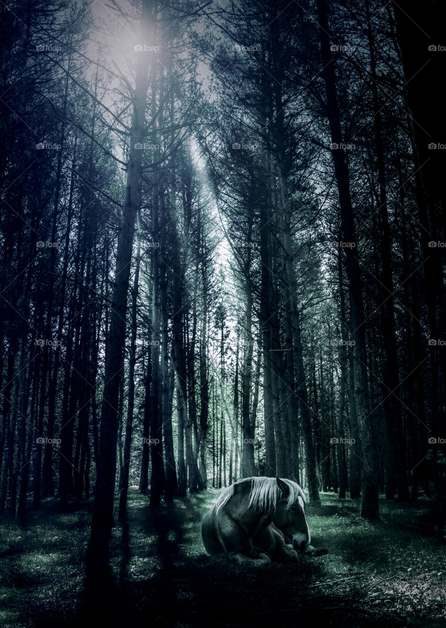 Horse alone 