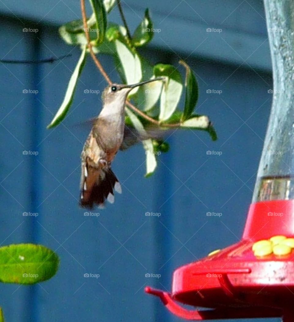 humming bird