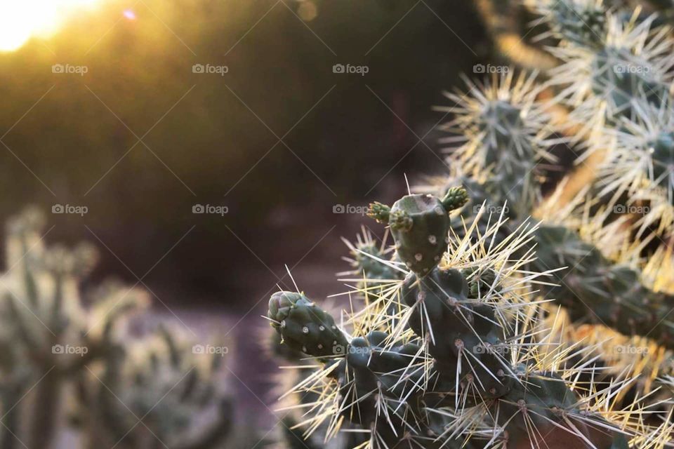 Well lit cactus