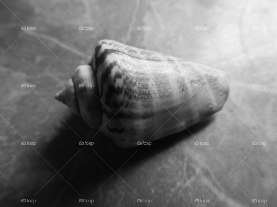 shell