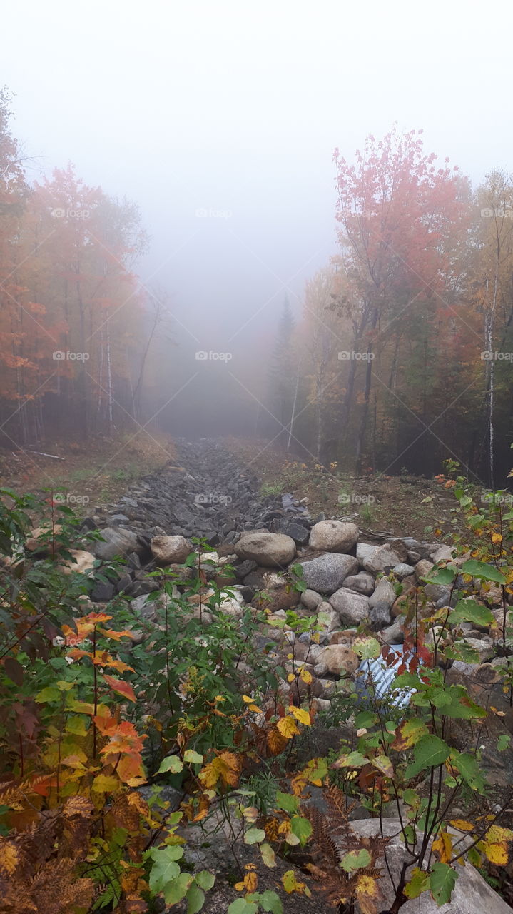 brume dans charlevoix