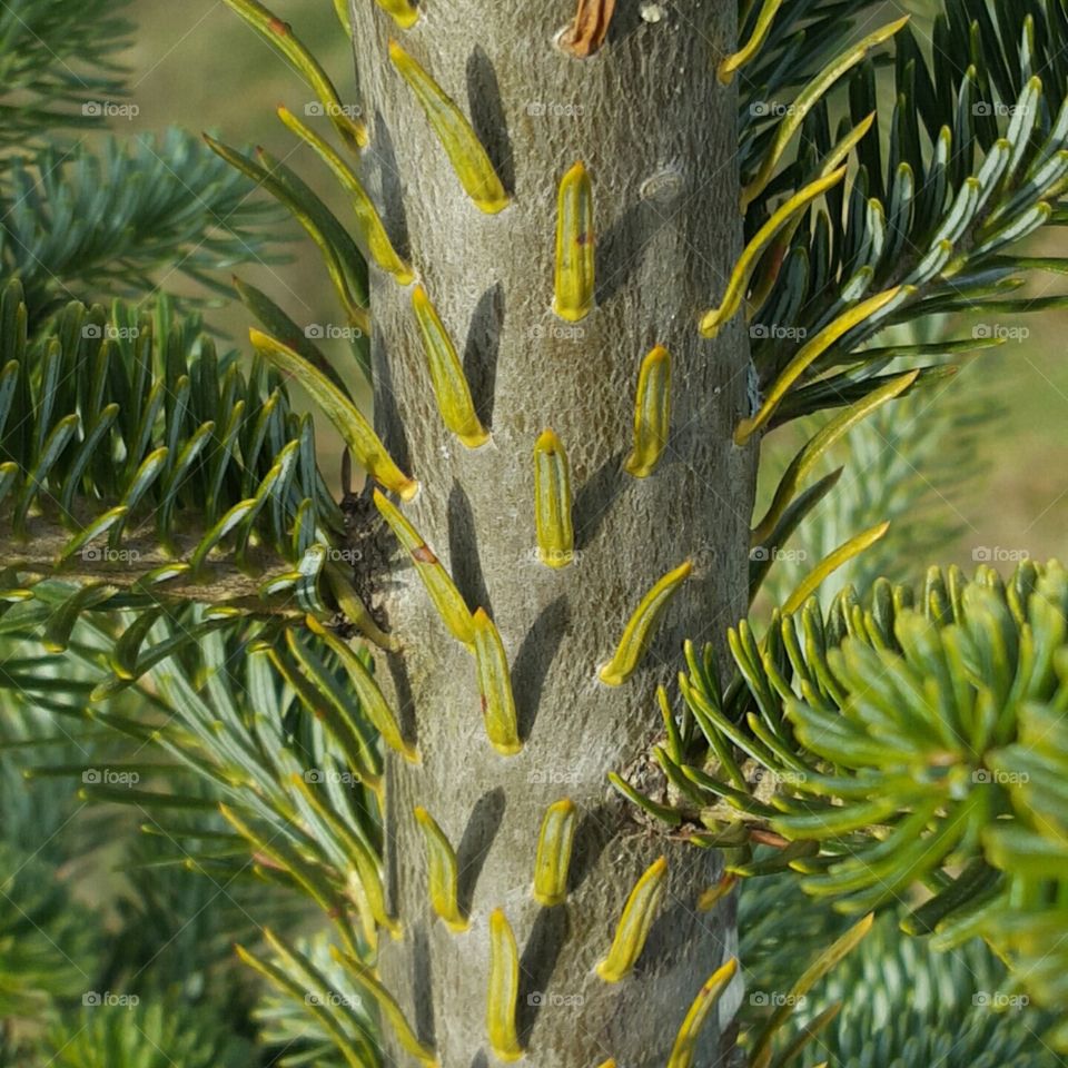 pine
