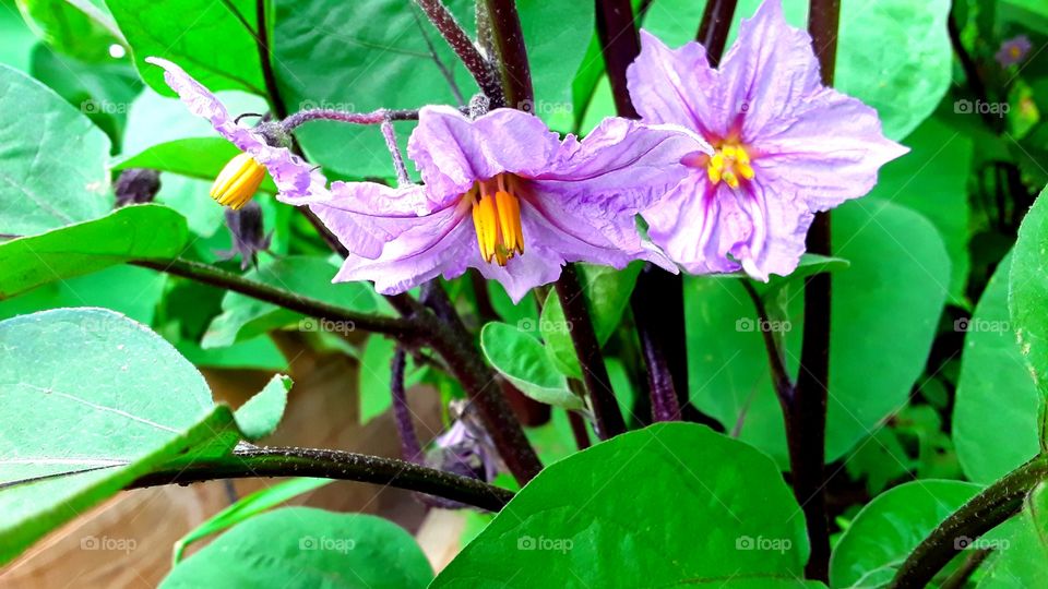 a flower of a potato